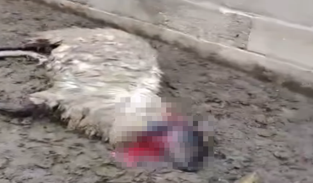 Şanlıurfa’da Yürekleri Ağza Getiren Olay: Yüzlerce Koyun Son Anda Kurtuldu