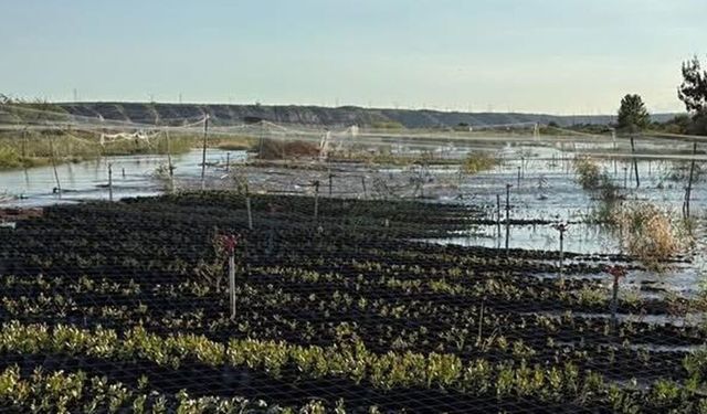 Şanlıurfa’da Fıstık Bahçeleri Suya Teslim Oldu