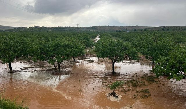 Bozova’da Sağanak ve Dolu Felaketi: Tarlalar Sular Altında