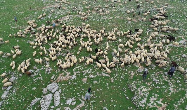 Ceylanpınar TİGEM Çobanlık Hizmeti İçin İhaleye Çıkıyor