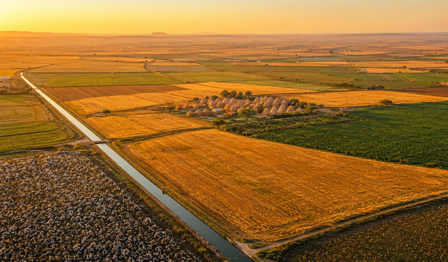 Harran Ovası Ne Yetişir? Harran’da Ne Yetiştirilir?