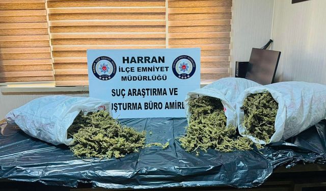 Harran’da Operasyon: Kilolarca Esrar Ele Geçirildi