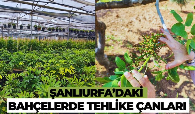 İhbar Üzerine Bölgeye Gidildi: Şanlıurfa’daki Bahçelerde Dikkat Çeken Ayrıntılar