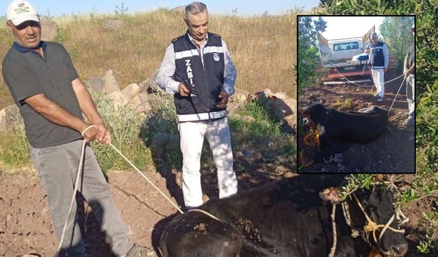 Şanlıurfa'da 3 Gündür Kayıp Olan Kurbanlık Boğa Bulundu
