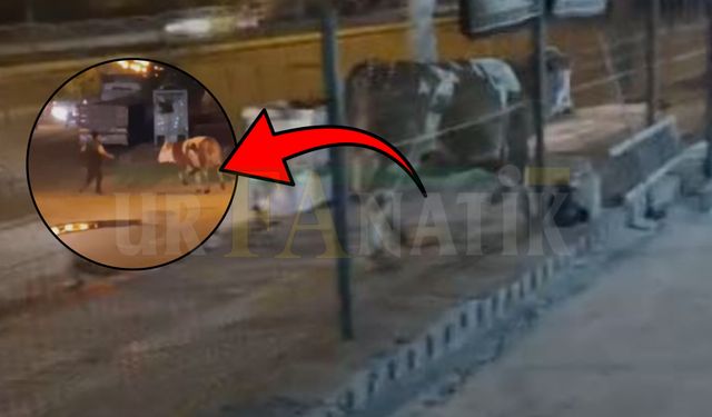 Şanlıurfa’da Kaçan Kurbanlık Dana Mahalleliyi Sokağa Döktü