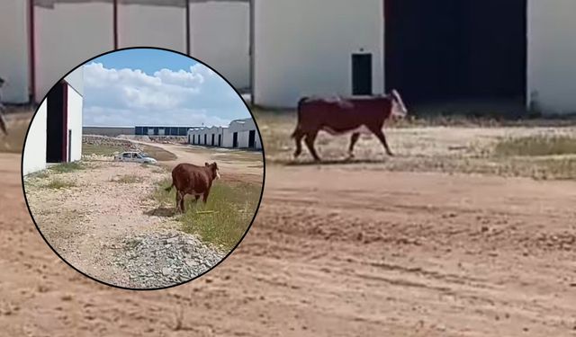 Şanlıurfa’da Kaçan Kurbanlık İnek Sanayiyi Birbirine Kattı