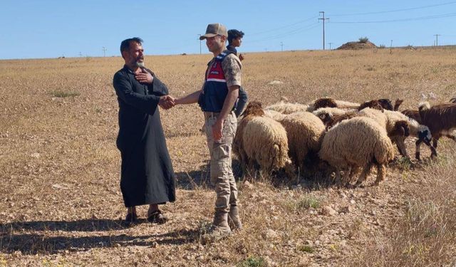 Jandarma Şanlıurfa’da Kaybolan 17 Küçükbaşı Sahibine Teslim Etti