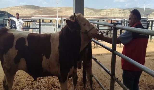 Şanlıurfa’da Kurban Satış ve Kesim Yerleri Mercek Altında