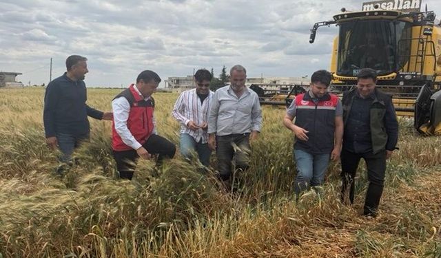 Şanlıurfa’da Üretilen Firik Dünyaya Gönderiliyor