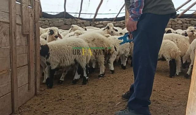 Kurban Bayramı Öncesi Şanlıurfa’da Büyük Fırsat!
