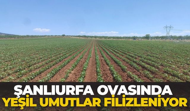 Şanlıurfa Ovasında Yeşil Umutlar Filizleniyor