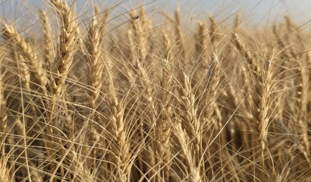 Şanlıurfa’da Çiftçinin Gündemi: Arpa ve Buğdayda Yeni Fiyatlar Açıklandı!