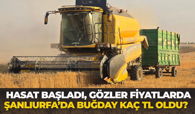 Hasat Başladı, Gözler Fiyatlarda: Şanlıurfa’da Buğday Kaç TL Oldu?
