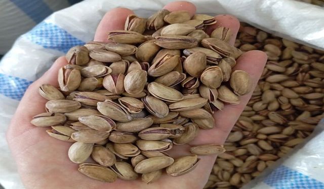 Şanlıurfa’da Fıstık Piyasasında Fırtına! Rakamlar Herkesi Şaşırttı