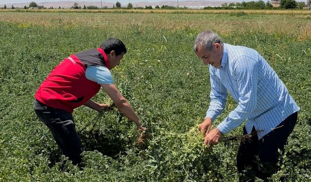 Şanlıurfa’da Çiftçinin Yüzünü Güldüren Hasat: Yeşil Olarak Toplanıyor
