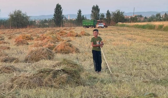Şanlıurfa’da “Kırmızı Altın” Hasadı Başladı! Tarlalarda Bereket Mesaisi