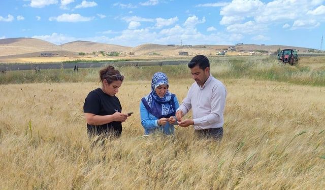 Şanlıurfa’da Tarımda Kritik Denetim! Sorun Tespit Edilmedi