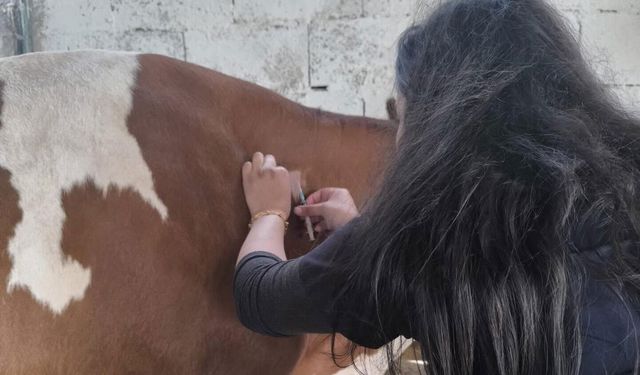 Şanlıurfa’da Zoonoz Hastalıklara Karşı Seferberlik
