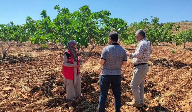 Şanlıurfa Fıstık Bahçelerinde Sessiz Tehlike: Ekipler Sahada