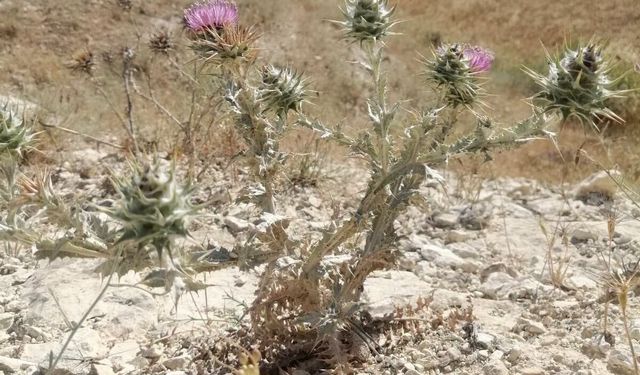 Şanlıurfa’da Endemik “Başkızan” Bitkisi Gözlemlendi