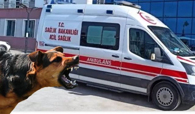 Şanlıurfa’da Sahipsiz Köpek Dehşeti: 8 Yaşındaki Abdulkadir Yaralandı