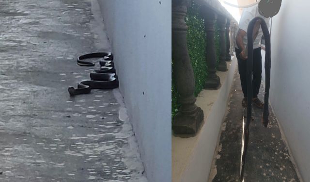 Akçakale’de Mahalleyi Ayağa Kaldıran Dev Karayılan: Çocuklar Panikle Evlerden Çıktı