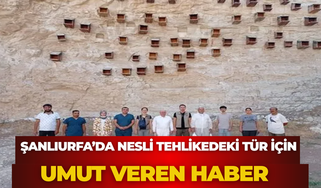 Yok Oluyorlardı, Şanlıurfa’da Yeniden Çoğaldılar! Kelaynak Sayısı 334’e Ulaştı