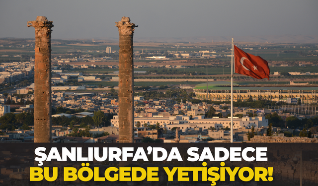 Şanlıurfa’da Endemik “Başkızan” Bitkisi Gözlemlendi