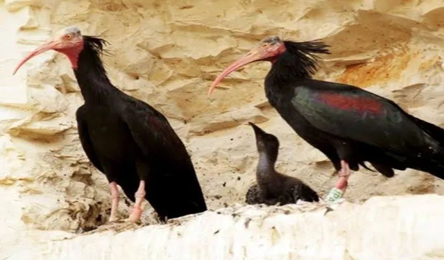 Yok Oluyorlardı, Şanlıurfa’da Yeniden Çoğaldılar! Kelaynak Sayısı 334’e Ulaştı