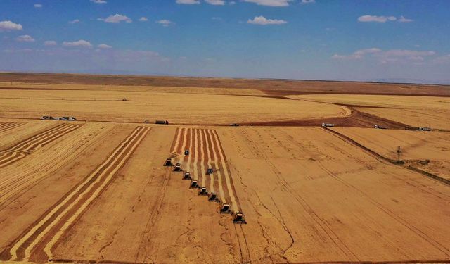 Şanlıurfa’da 636 Bin Dekarlık Alanda Hasat