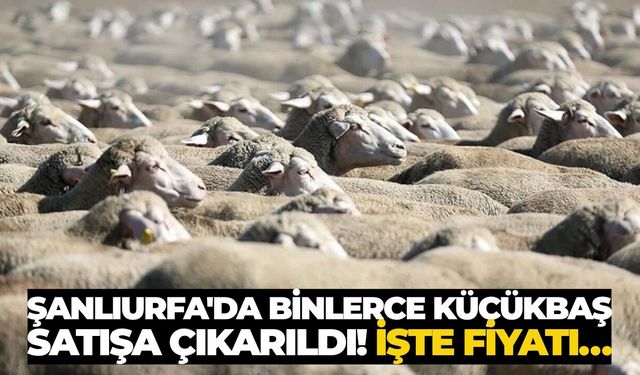 Ceylanpınar TİGEM 11 Bin Küçükbaş Hayvanı Satışa Çıkardı