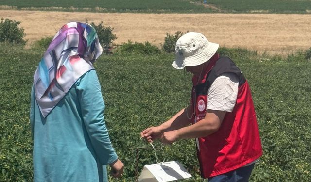 Şanlıurfa’da Domates Güvesine Karşı Feromon Tuzaklı Takip Başlatıldı