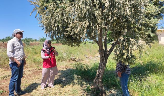Haliliye İlçesinde Ait Fıstık ve Zeytin Bahçelerinde Denetim