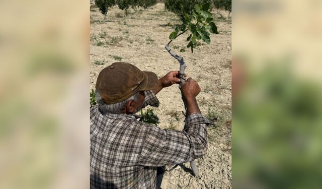 Urfa Fıstığında Kritik Dönem Başladı