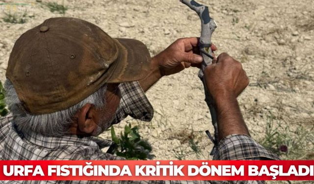 Urfa Fıstığında Kritik Dönem Başladı