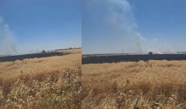 Harran’da Buğday Tarlasında Yangın: 50 Dönümlük Alan Kül Oldu