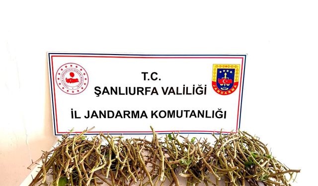 Şanlıurfa Ceylanpınar’da Fıstık Bahçesinde Suçüstü: 3 Şüpheli Yakalandı