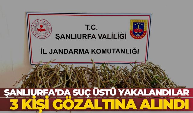 Şanlıurfa Ceylanpınar’da Fıstık Bahçesinde Suçüstü: 3 Şüpheli Yakalandı