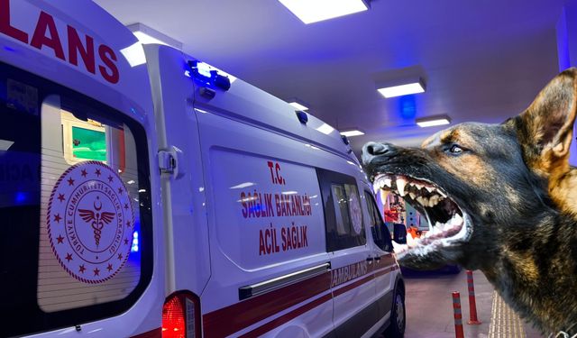 Şanlıurfa’daki Sokak Köpeği Saldırısı Olayına İlişkin İçişleri Bakanlığı Müfettiş Görevlendirdi