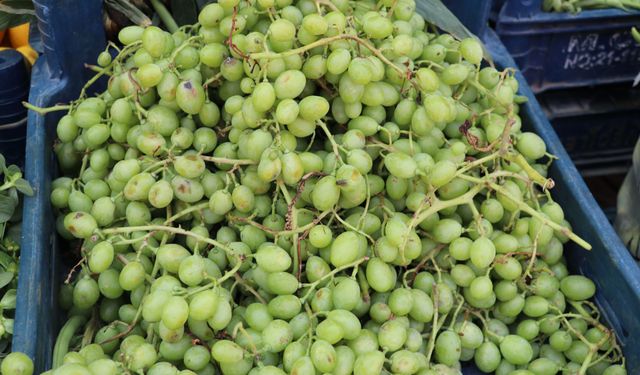 Şanlıurfa’da Sezonu Başladı: Kilosu 80 TL
