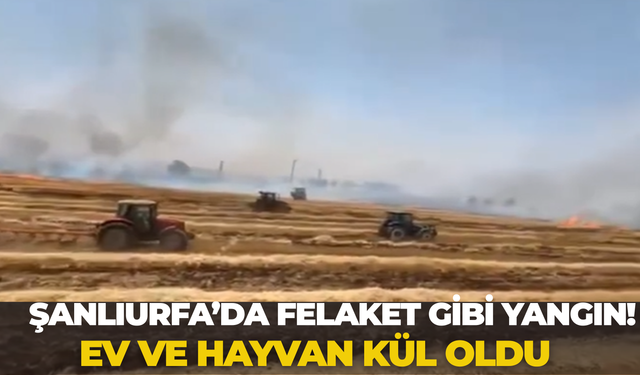 Şanlıurfa’da Felaket Gibi Yangın! Ev Ve Hayvan Kül Oldu