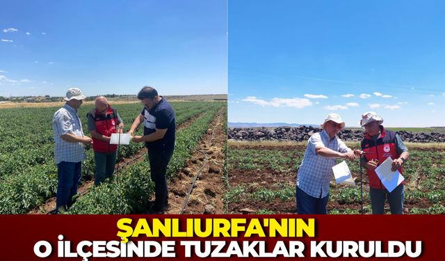 Şanlıurfa'da Tarlalar Feromon Tuzaklarla İzleniyor