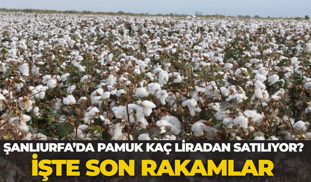 Şanlıurfa’da Pamuk Kaç Liradan Satılıyor? İşte Son Rakamlar
