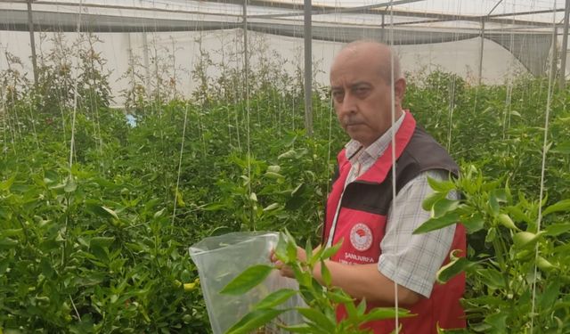 Şanlıurfa’da Biberlerden Alınan Numuneler Diyarbakır’a Gönderildi