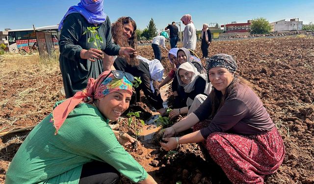 Şanlıurfa’da Domates, Biber ve Şelengo Tohumları Toprakla Buluştu