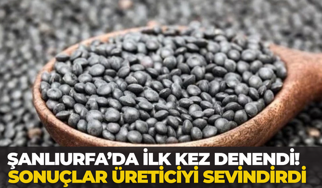 Şanlıurfa’da İlk Kez Denendi! Sonuçlar Üreticiyi Sevindirdi