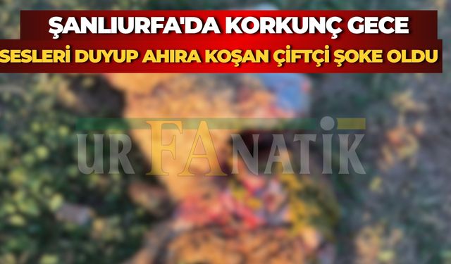 Suruç’ta Başıboş Köpekler Ahıra Saldırdı: 2 Koyun ve 1 Kuzu Telef Oldu