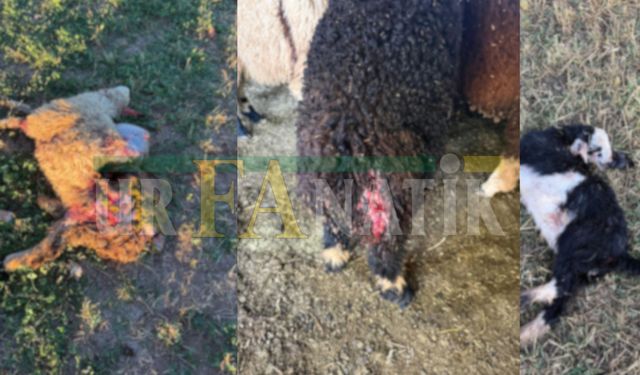 Suruç’ta Başıboş Köpekler Ahıra Saldırdı: 2 Koyun ve 1 Kuzu Telef Oldu