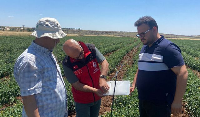 Şanlıurfa'da Tarlalar Feromon Tuzaklarla İzleniyor