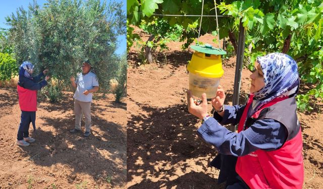 Üreticinin İhbarı Sonrası Haliliye’de Bahçelerde Kritik İnceleme